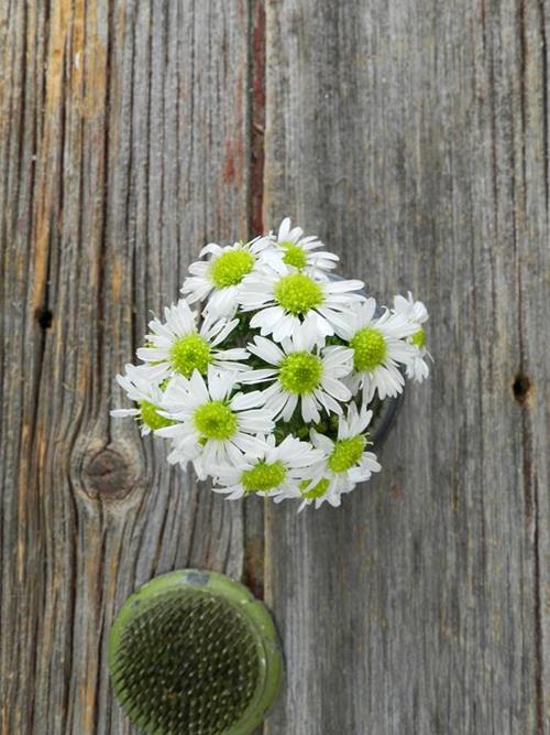 WHITE ASTER